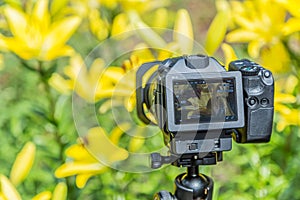 Macro photography of flowers. Digital camera LCD display