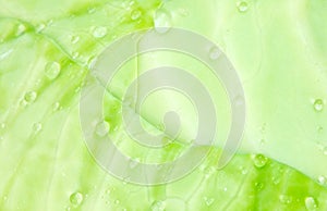 Macro photography of fresh green cabbage leaf with water drops. Organic fresh vegetable, background