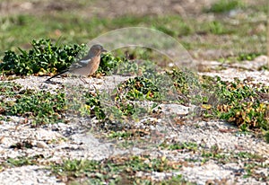 macro photography of a Fringilla coelebs)