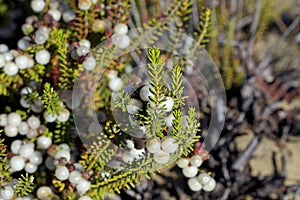 Fruits of the Corema album or caramiÃÂ±a, photographed closely  in the Asperillo dunes, within the DoÃÂ±ana natural park photo