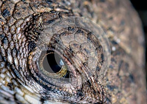 Fotografía de lagarto ojo 