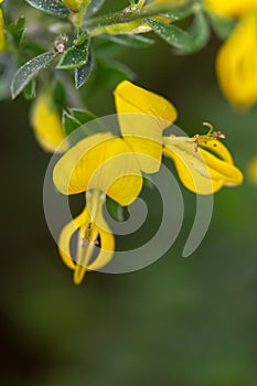 Macro photography of a Genista pilosa