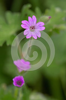 Macro photography of a Geranium molle