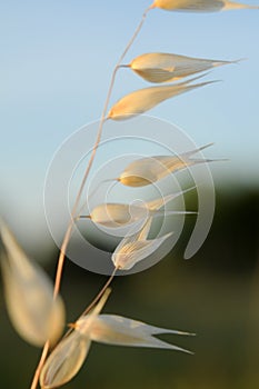Macro photography of golden spikelet of grass at sunset