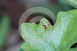 Macro Photography of Golden Tortoise Beetle on leaf. Golden tortoise beetle (Charidotella sexpunctata