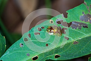 Macro Photography of Golden Tortoise Beetle on leaf. Golden tortoise beetle (Charidotella sexpunctata)