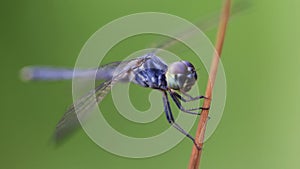 macro photography of a gracious blue dragonfly on its perch, wide wings and large faceted eyes. fragile and elegant Odonata 