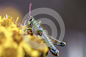 Macro photography of a grasshopper feeding on frailejon flowers photo