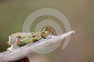 Macro photography of a grasshopper photo