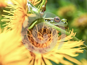 Macro photography of a green dotted tree frog resting on the yellow flower