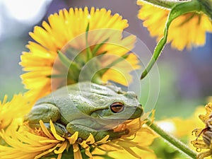 Macro photography of a green dotted tree frog resting on the yellow flower 6