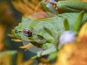 Macro photography of a green dotted tree frog resting on the yellow flower 3 photo