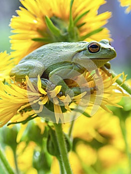Macro photography of a green dotted tree frog resting on the yellow flower 2 photo