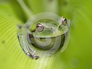 Macro photography of a green dotted treefrog hidden