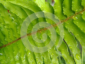 Macro photography of a green leaf after a breif oregon Rain Shower