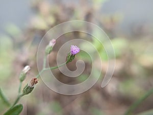 Macro photography of green leaves red flowersin tropical rainforest for background and wallpaper