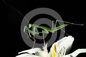 Macro photography of green Mantis white flower black background