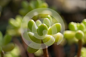 Macro photography of a green succulent plant with a blurred background
