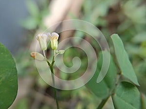 Macro photography of green wild plants that live in tropical rainforests for background and wallpaper