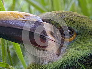 Macro photography of the head of a young white-throated toucanet eye