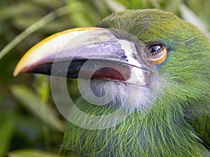 Macro photography of the head of a young white-throated toucanet head