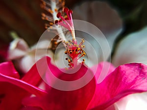 Macro photography of hibiscus stamen