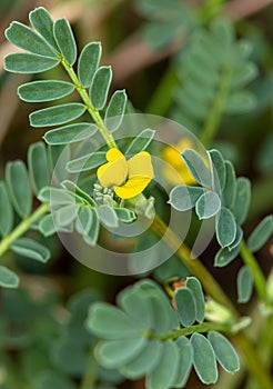 Macro photography of a Hippocrepis biflora