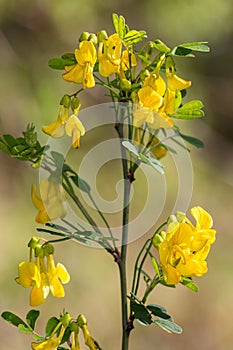 Macro photography of a Hippocrepis emerus