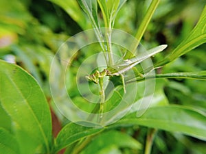 The macro photography of a hopper on the leaf with a blurred background