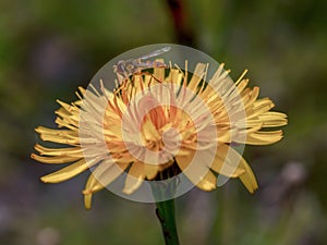 Macro photography of a hoverfly feeding on a dandelion flower