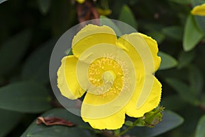 Macro photography of a Hypericum Hidcote flower