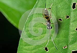 Macro Photo of Ichneumon Wasp with Black and White Antennae on G