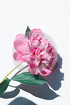 macro photography ideas with mobile