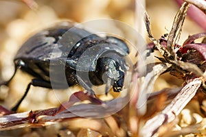 macro photography of an insect beetle on a sunny day