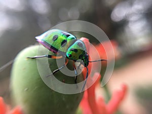 Macro Photography, Insects, Scutelleridae, Jewel Bug,Macro