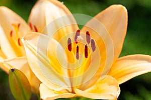 Macro photography of the inside of an orange lily flower, with visible pollen, outdoors on a sunny summer day