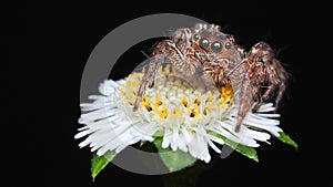 Macro photography of isolated brown jumping spider on little white flower black background