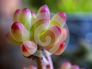 Macro photography of the jelly bean succulent plant leaves