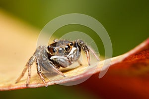 Macro Photography of jumping spider Hasarius Adansoni