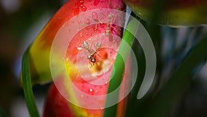 Macro photography of Large orange ants fighting on a red tropical wet flower after the rain