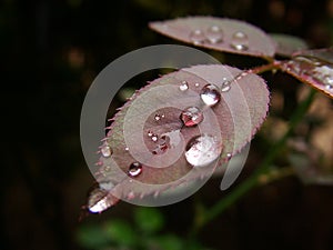 Macro photography- leaf with water drops.