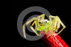 Macro photography light green transparent jumping spider red rope  with black background