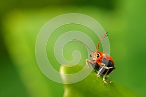 Macro photography little orange big with abnormal antennas  green leaf background