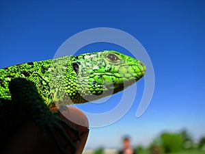 Macro photography of a lizard in the forest, detail.