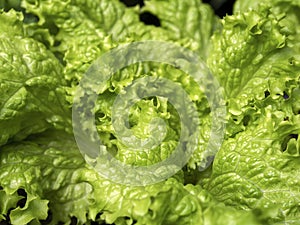 Macro photography of looseleaf lettuce leaves 2