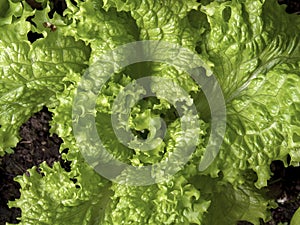 Macro photography of looseleaf lettuce leaves