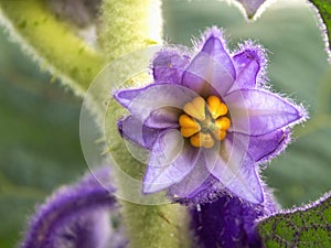 Macro photography of a lulo or naranjilla flower