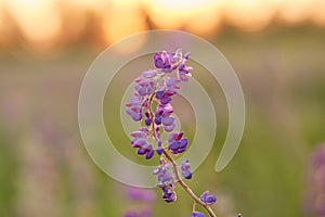 Macro photography lupin flower. Lupins purple field natural background. Wellness closeness to nature. Self-discovery