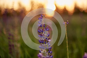 Macro photography lupines flowers. Lupins purple field summer background. Natural wellness closeness to nature. Self
