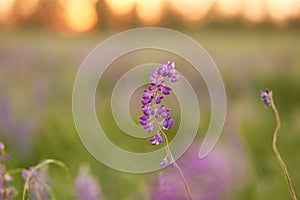 Macro photography lupines flowers. Lupins purple field summer background. Natural wellness closeness to nature. Self